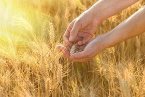 Wheat in hands