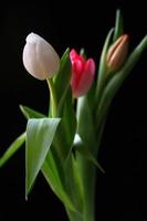 three tulips with black background