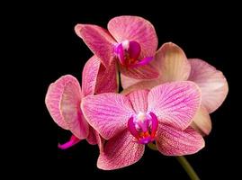 Beautiful orchid on dark background photo