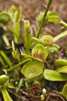 venus flytrap photo