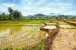 footpath in the rice fields photo