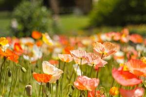 Spring Poppies Background photo