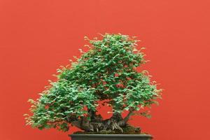 Zelkova bonsai