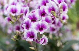 purple hybrid Dendrobium orchid flower photo