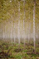 trunks birch trees photo