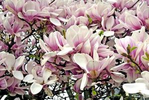 Magnolia blossom photo
