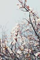 Cherry blossom branch on a  spring day photo