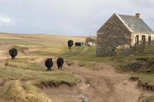 cattle and house in Scotland photo