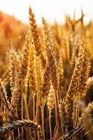 backdrop of ripening ears of yellow wheat field