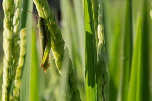 green grasshopper on paddy rice of pest agriculture photo
