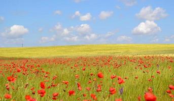 wheat field with poppies