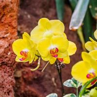 Beautiful orchids, phalaenopsis, in green house photo