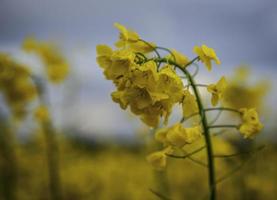 Rapeseed blossoms photo