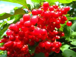 Clusters of a red ripe guelder-rose photo