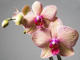 orchidee photo