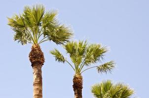 palm trees on sunny day