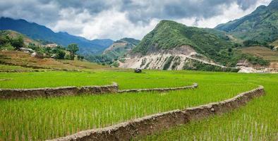 plantaciones de arroz. Vietnam