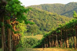 Valley vineyards photo