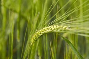 green wheat photo