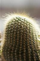 cactus, photo