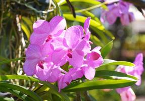 Bouquet of pink flowers orchids photo