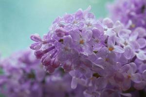 Fondo de macro de flores lilas
