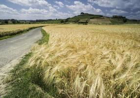 Cereal crops and farm in Tuscany