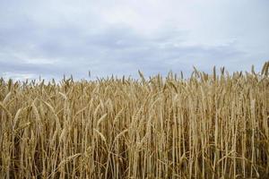 Golden barley field1 photo