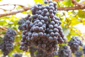 Several bunches of ripe grapes on the vine