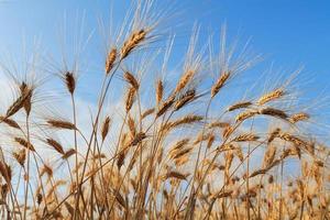 Yellow wheat field photo