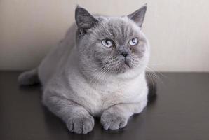 Britain shorthair cat photo