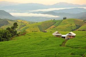 paisaje de campos de arroz en terrazas en la montaña