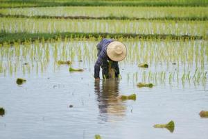 Thai peasant agriculture photo