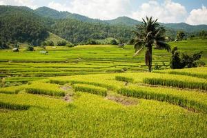 Golden rice harvest season approaches photo
