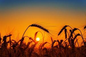 puesta de sol roja sobre campo con cosecha