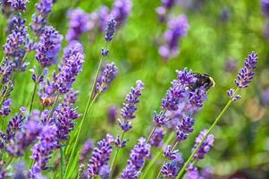 Closeup of two Bees Pollinating Lavender photo