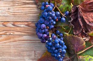 blue grape photo