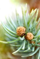 Fresh pine tree sprout