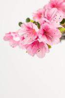 flores de azalea rosa foto