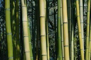 brotes de bambú foto
