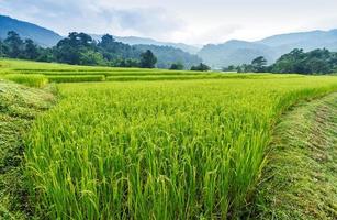 campo de arroz en terrazas verdes foto