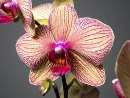 Orchidée photo