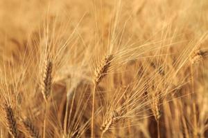 Yellow wheat field photo