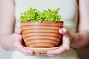 Flowerpot with sprouts photo