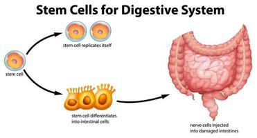 diagrama educativo de células madre para el sistema digestivo vector