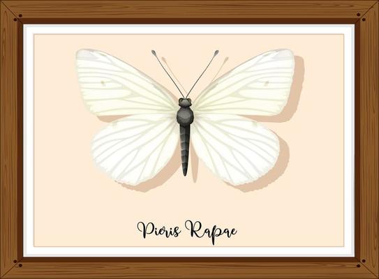 Pieris rapae buttlerfly on wooden frame