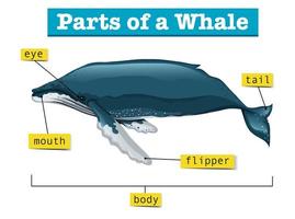 Diagram showing parts of whale vector