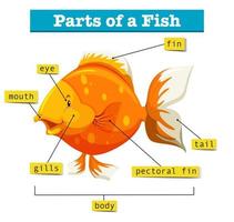 Diagram with parts of fish vector