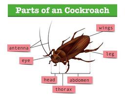 Diagram showing parts of cockroach vector