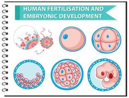 diagrama educativo de fertilización humana y desarrollo embrionario vector